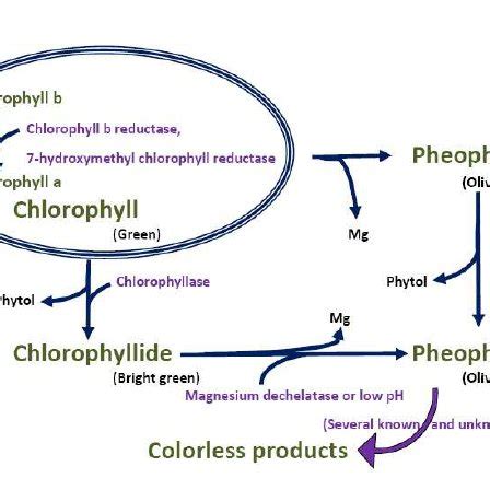 Chlorophyll degradation mechanism | Download Scientific Diagram