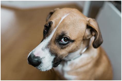 Hearts Break At Lonely Puppy Left Behind as All Litter Mates are ...