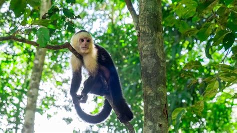 How to spot sloths in Costa Rica's cloud forests | The Good Times by Intrepid