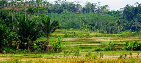 Gambar Wallpaper Pemandangan Sawah - Gudang Wallpaper