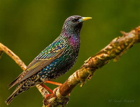 European Starlings, Sturnus vulgaris (Passeriformes - Sturnidae). Photo credit: ©Sandy Stewart ...