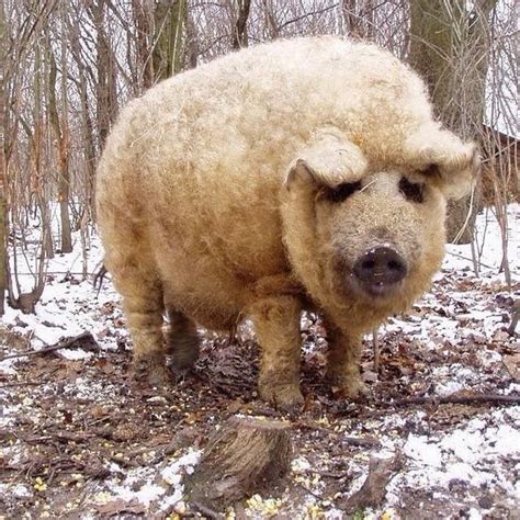 The Mangalica is the only pig species covered in a long wool coat ...