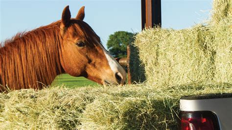 grass horse hay for sale near me - Candance Mccall