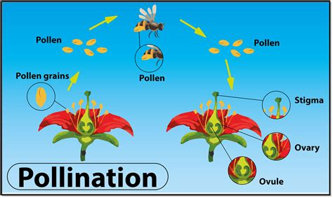 Insects visit flowers to help in pollination.(a) True(b) false