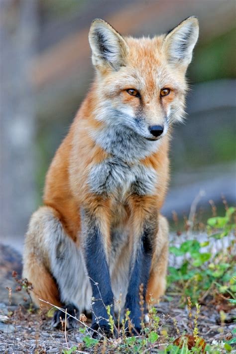 File:Red fox.jpg - Wikimedia Commons
