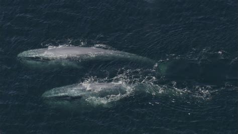 Beached Whale image - Free stock photo - Public Domain photo - CC0 Images