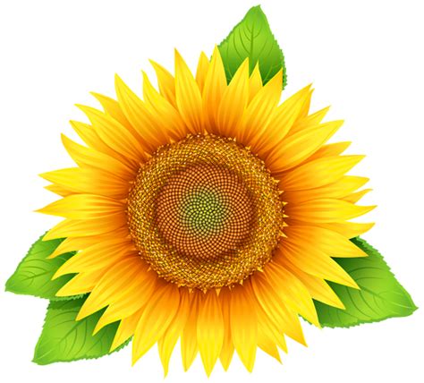 Divider clipart sunflower, Divider sunflower Transparent FREE for ...