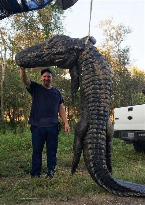 Bow hunter snags giant, 13-foot alligator near Dayton