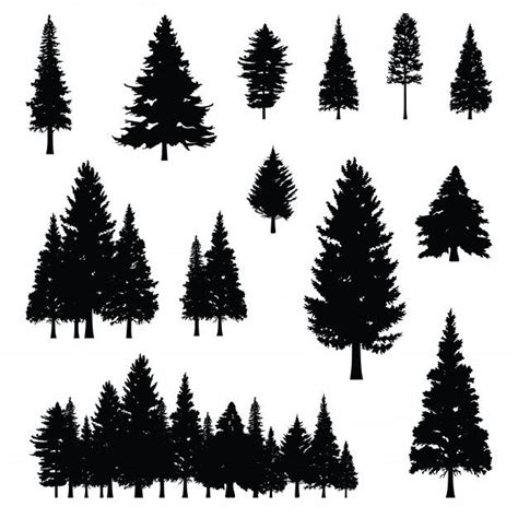 Premium Vector | Coniferous pine fir conifer tree forest silhouette ...