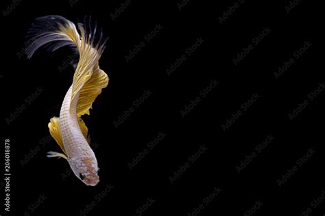 Siamese Fighting Fish | Betta Fish | Top view | White Yellow color Stock Photo | Adobe Stock