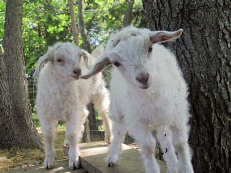 Pygora Goat Breed Overview | texasgoat.com