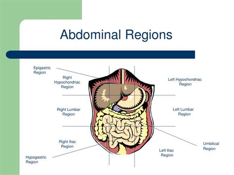 [Solved] Where is the right hypochondriac region of the body? | Course Hero