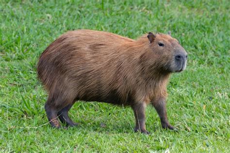 Premium Photo | A capybara is walking on the grass.