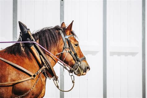 How to Harness a Draft Horse: Comprehensive Guide for Beginners ...