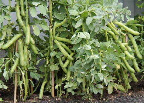 How to Grow Broad Beans, Fava Beans - Harvest to Table | Nitrogen ...