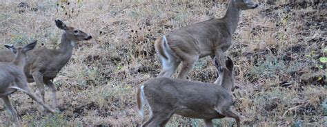 Panhandle Region seeking help monitoring for Chronic Wasting Disease | Idaho Fish and Game