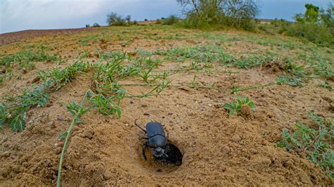 Dung Beetle: Facts, Diet , Habitat | Roundglass | Sustain