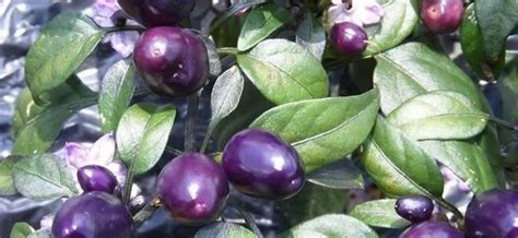 purple pepper varieties – Healthy Food Near Me