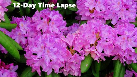 Rhododendron Blooming 12-Day Time Lapse - YouTube