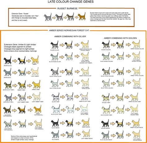 Chart Cat Fur Patterns