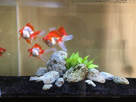 Finally got my stock... | Cool fish tank decorations, Fish aquarium ...