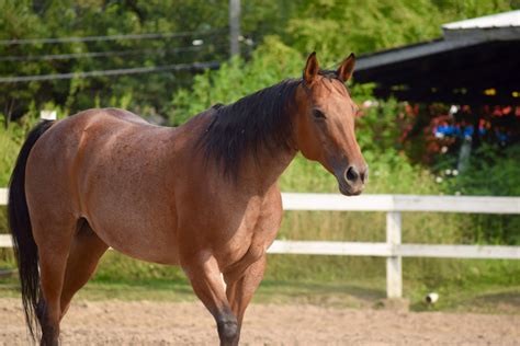 Roan Horses - Colors, Genetics & Breeds - Helpful Horse Hints