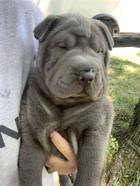Chinese Shar Pei Puppies For Sale | Cincinnati, OH #332514