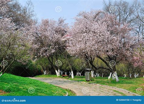 Flowers of Wild Apricot Tree Stock Photo - Image of flowers, armeniaca: 52844150