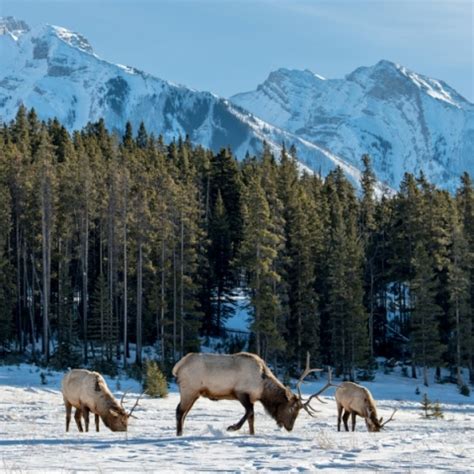 Boreal Forest/Taiga Biome - Let's Talk Science