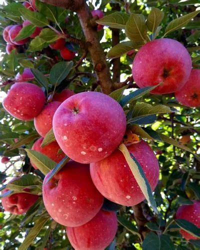 A Grade Fresh Kashmiri Apple, Packaging Size: 10 Kg, Packaging Type: Wood Box at Rs 800/box in ...