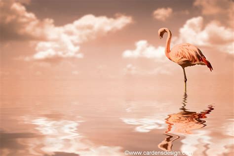 Flamingo Wallpapers - Wallpaper Cave