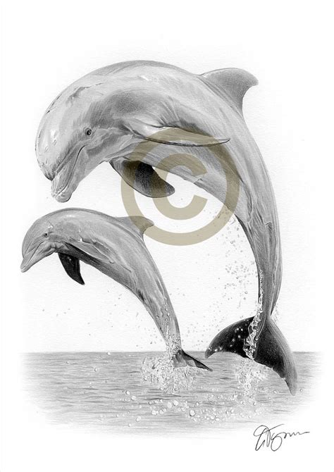 DOLPHIN Pencil Drawing Print Artwork Signed by Artist Gary Tymon 2 ...