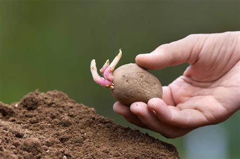 The Best Way to Plant Potatoes? Sprout Them! - Simplify Gardening