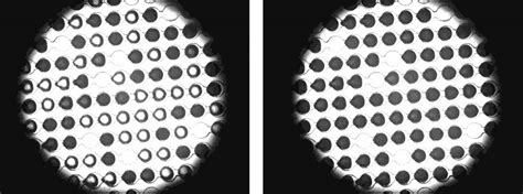 How antifreeze proteins make ice crystals gro | EurekAlert!