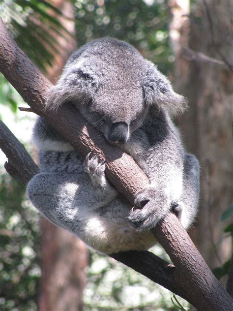 Koala at Currumbin Wildlife Sanctuary - CWS never disappoints x x ...