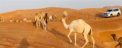 Desert Gate Tourism | Experience Abu Dhabi