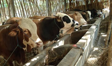 Budidaya dan Ternak: Budidaya Sapi Potong