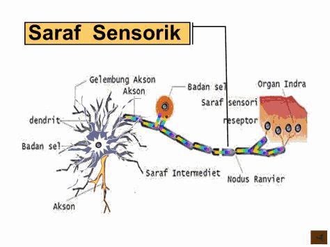 Gambar Neuron – denah