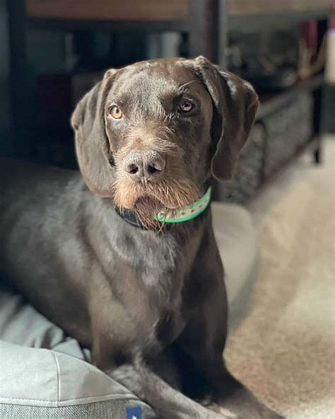 10 Best Pudelpointer Breeders In The United States