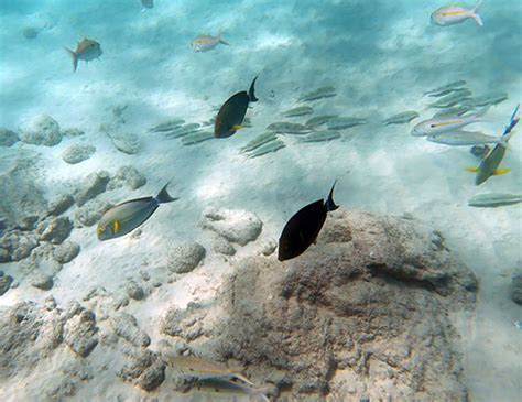 Snorkeling Hapuna Beach - The Good Stuff Is A Bit Of A Swim