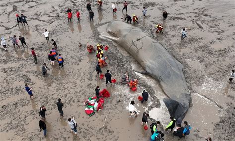 A 20-hour race to rescue stranded whale - Global Times