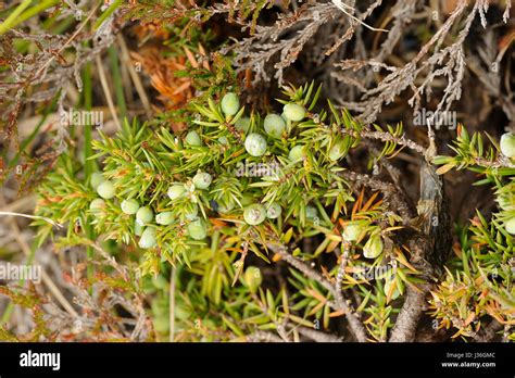 Juniper, Juniperus communis berries Stock Photo - Alamy