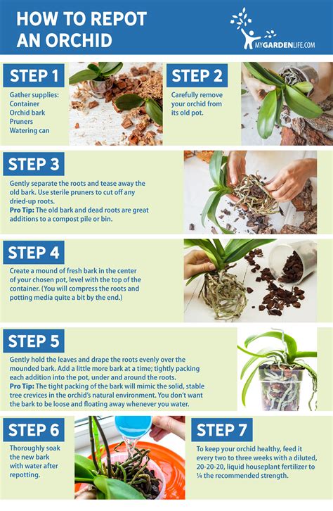 How To Repot An Orchid – Mxzim.com