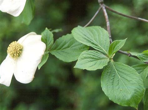 Cornus nuttallii | Landscape Plants | Oregon State University