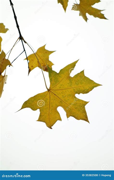 Parasol tree leaves stock photo. Image of dead, environmental - 35382508