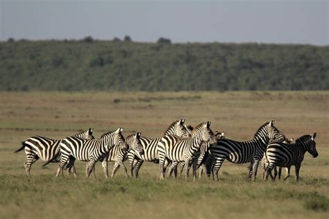 2023 4-Day Masai Mara Luxury Kenya Safari Private Tour