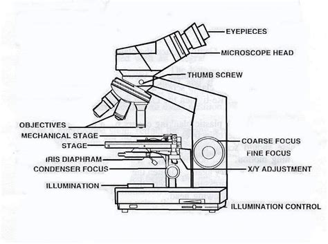 Blank Diagram Of Microscope