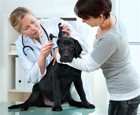 34 best Veterinary Technician Skills images on Pinterest