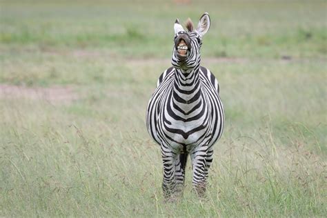 Zebra Teeth | Sean Crane Photography