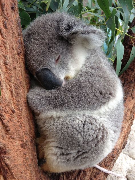 Koala sleeping | Koala, Cuddly animals, Koala bear